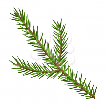 Illustration of fir branch. Stylized hand drawn image in retro style.