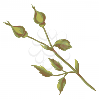 Illustration of beautiful realistic rose branch. Plant for design and decoration. Hand drawn image.