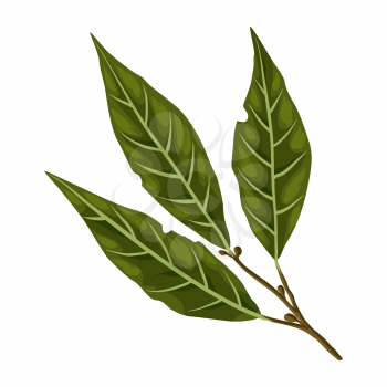 Stylized illustration of bay leaf. Image for design and decoration. Object or icon in hand drawn style.