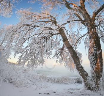 Winter panorama landscape. Composition of nature.