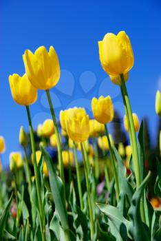 Meadow of tulips on the sky background.