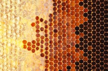 Honey in frame. Texture design.