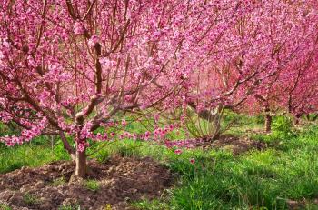 Garden of spring peach. Flowers tree. Nature composition.