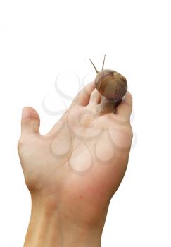 Isolated hand and snail. Element of design.