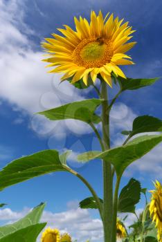 Big sunflower on sky background. Nature composition.