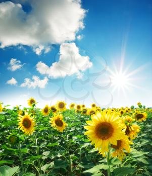 Big meadow of sunflowers. Design of nature.