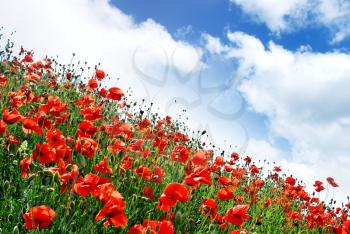Poppies hill and cloudy sky. Composition of spring nature.
