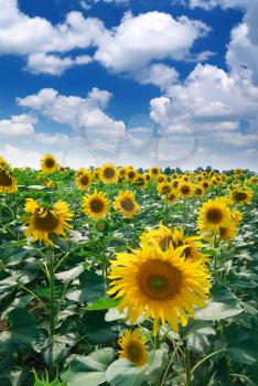 Big meadow of sunflowers. Design of nature. 