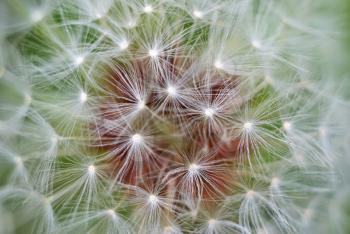 Macro of dandelion. Nature composition.