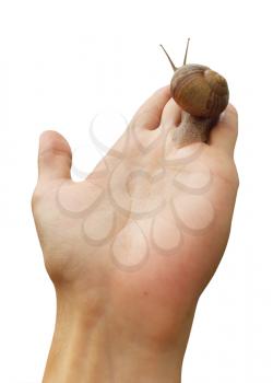 Snail on hand. Isolated design.