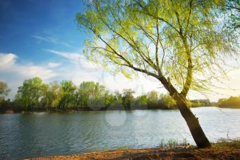 Spring tree on river. Nature composition.