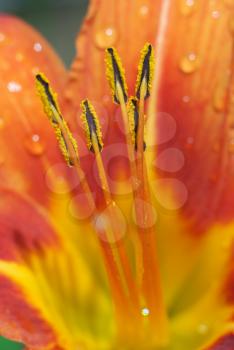 Macro of beautiful flower. Composition of nature. 
