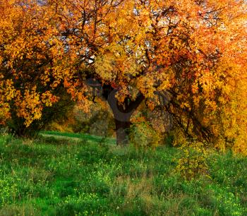 Big autumn tree. Majestic light. Nature composition.