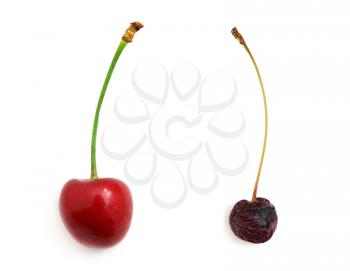 Rotten and fresh sweet cherries. Element of design.