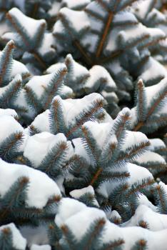 Spruce branches in snow. Nature composition.