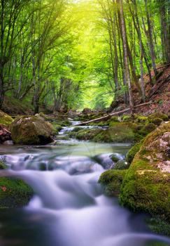 River deep in mountain forest. Nature composition. 