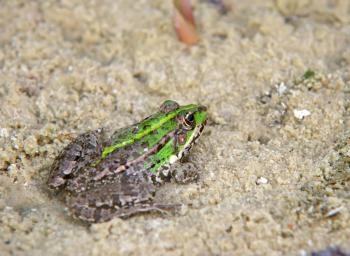 Frog on sand. Nature composition. Shallow depth-of-field.