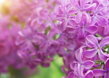 Lilac flower texture. Nature composition.