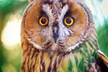 Owl portrait. Element of design