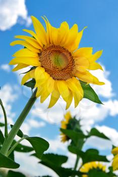 Sunflower on blue sky. Nature composition.