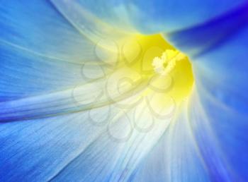 Macro of blue flower. Nature composition.
