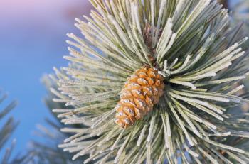 Macro of spruce. Nature composition.