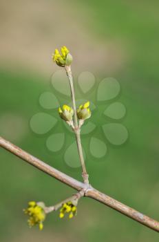 Spring bud. Nature composition. 