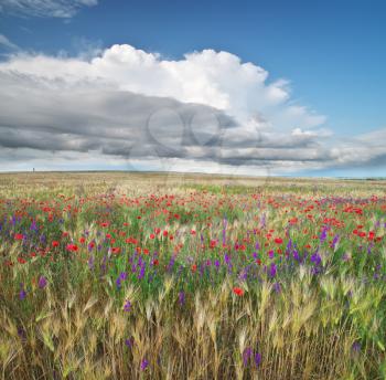 Meadow of wheat and spring flowers. Nature composition.