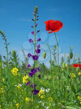 In poppies field. Nature composition.