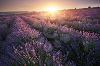 Meadow of lavender at sunset. Nature beautiful landscape composition.