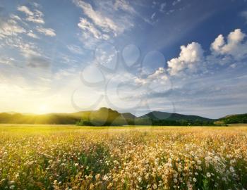 Spring daisy flowers  in meadow. Beautiful landscapes.