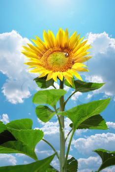 Big sunflower and sky. Nature composition.