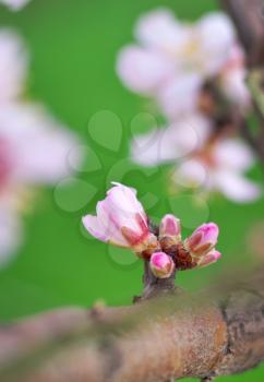 Blossoms Stock Photo