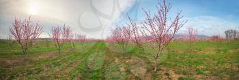 Orchard blooming spring garden panorama. Nature composition.