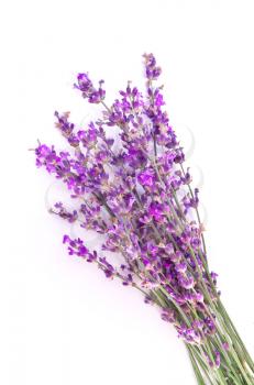 Bunch of lavender. Isolated object. Element of design.