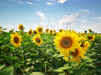 Big meadow of sunflowers. Composition of nature.