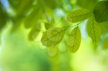 Leaf of acacia and green bokeh. Element of design.