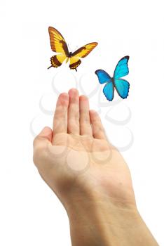 Hands releasing butterflies. Isolated object. Element of design.