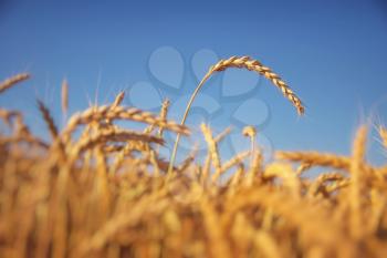 Single ear of wheat. Dry and yellow. Agricultural nature food.
