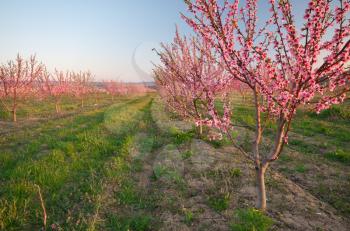 Spring of peach garden. The blossoming trees and blue sky.