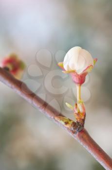 Macro of spring bud flower on tree branch. Nature composition.