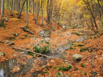 Autumn in forest and river flow. Nature composition.