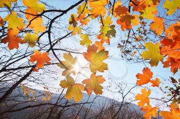 Autumn leaves with the blue sky background. Nature composition.