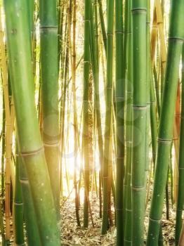 Bamboo background and sunshine. Nature composition.