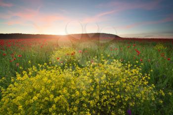 Spring flowers in meadow at sunset. Beautiful landscapes.