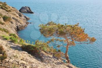 Pine on the edge of mountain and sea. Nature landscape.