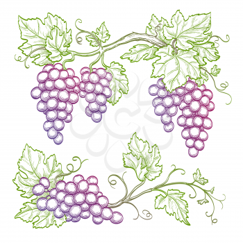 Grape branches isolated on white background. Hand drawn vector illustration.