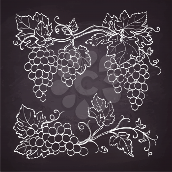 Vector illustration of grape branches. Hand drawn line sketch on chalkboard. 