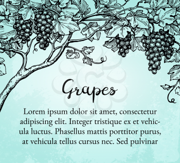 Banner template. Hand drawn vector illustration of grapes. Vine sketch on old paper background.