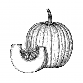 Ink sketch of pumpkin isolated on white background. Hand drawn vector illustration. Retro style.